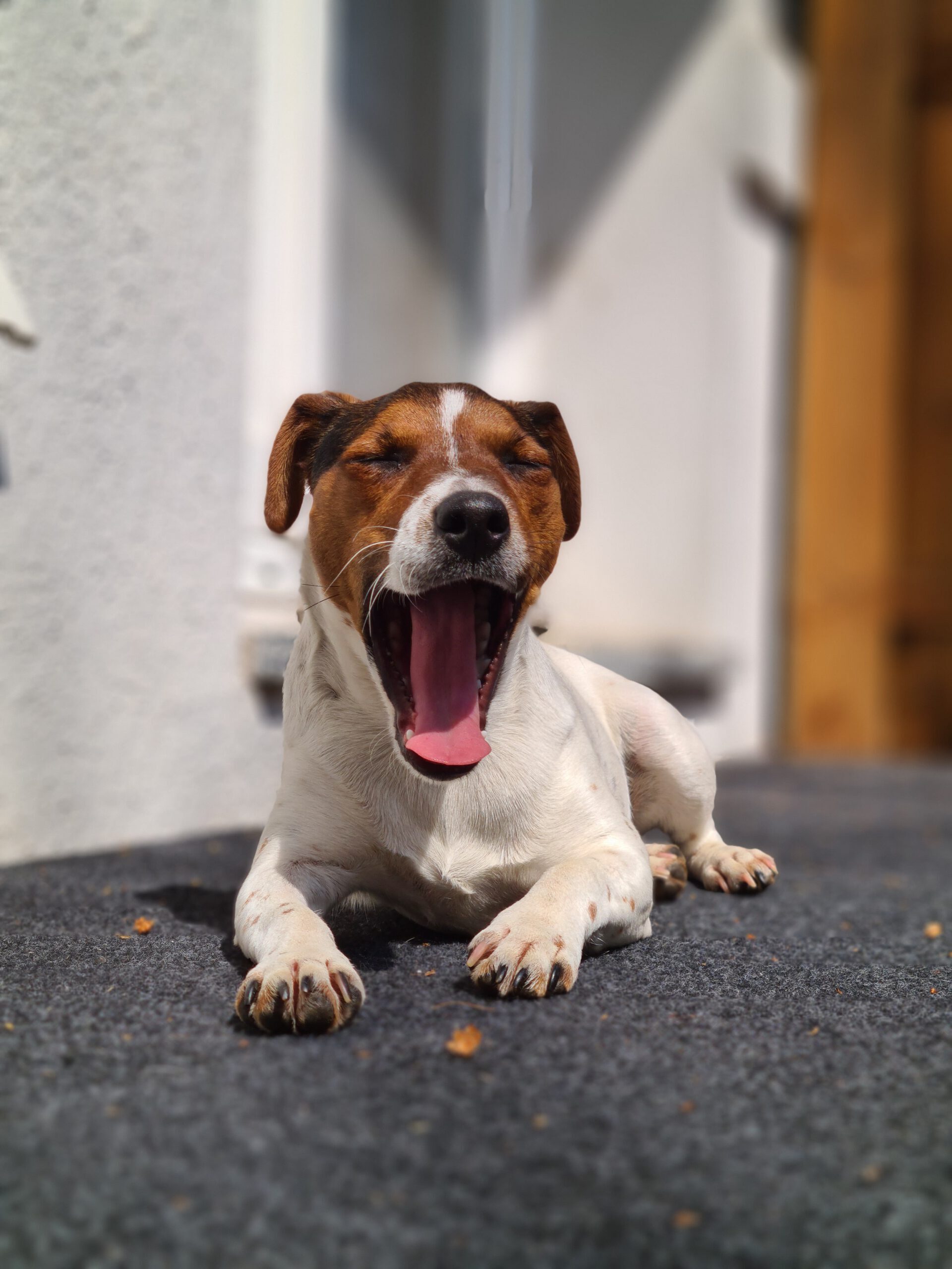Gina, ein Jack Russell Terrier